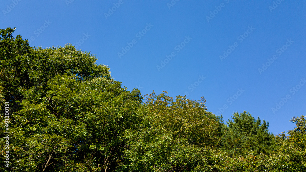 white clouds floating in the blue sky white clouds floating in the blue sky