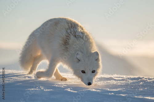 Lis polarny, południowy Spitsbergen