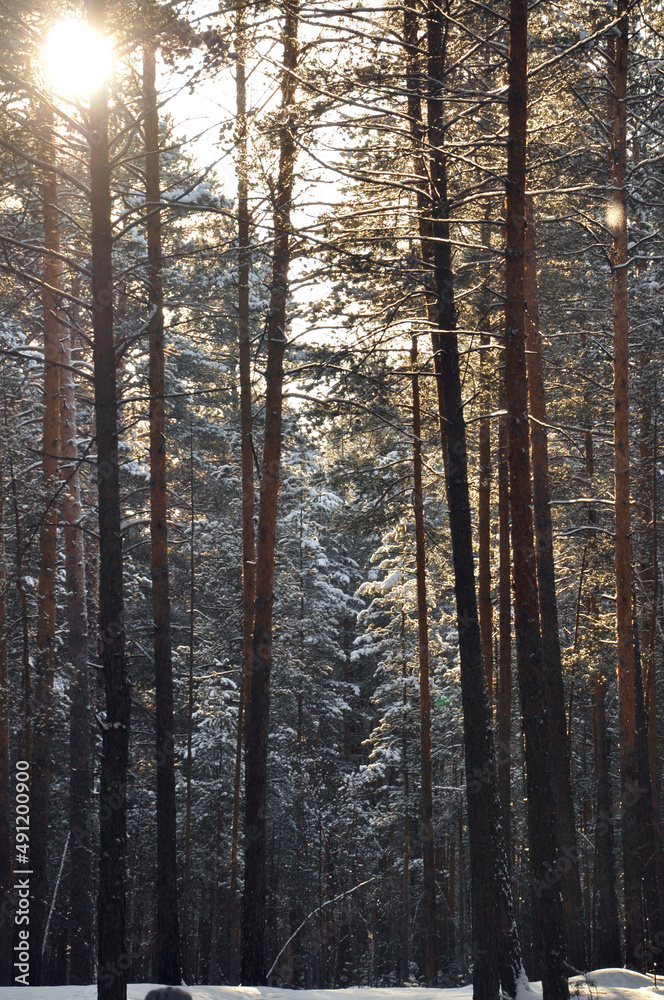 forest in winter forest in winter