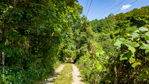 Pretty forest road with green trees