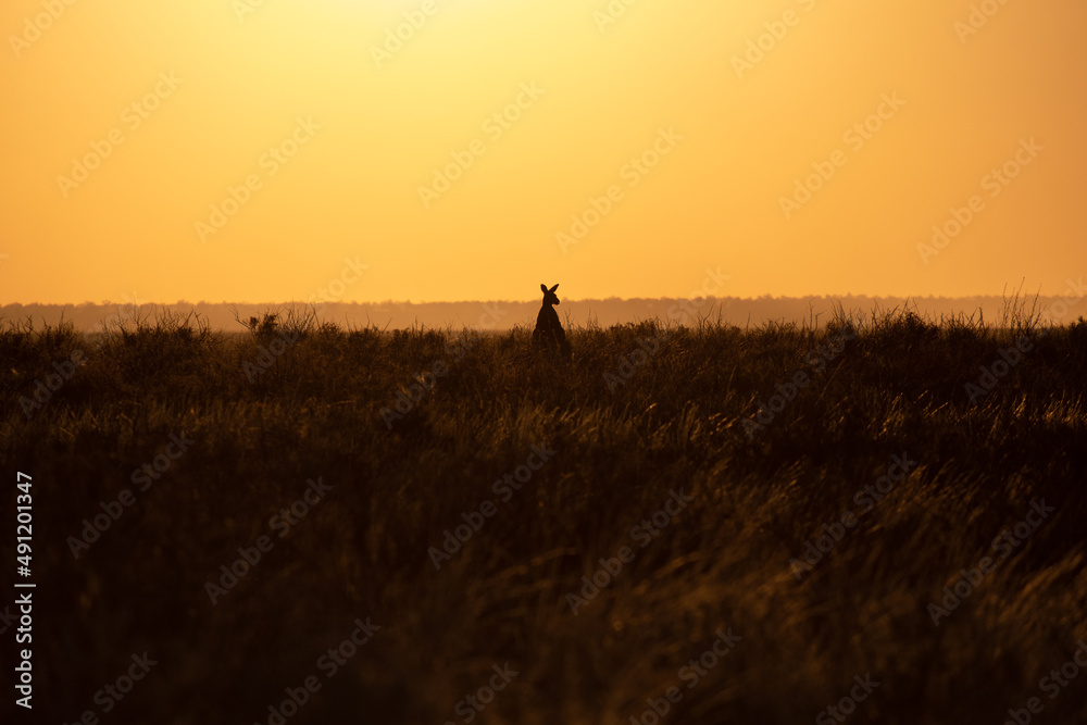 silhouette of a kangaroo in outback with sunrise background 