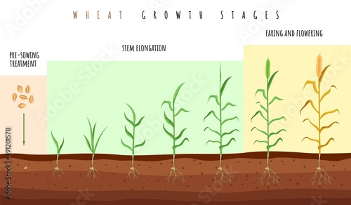Wheat growth stages. Cereals crop maturation process, spikelet development steps, seeds and green plant, grain germination infographic, organic product vector isolated concept