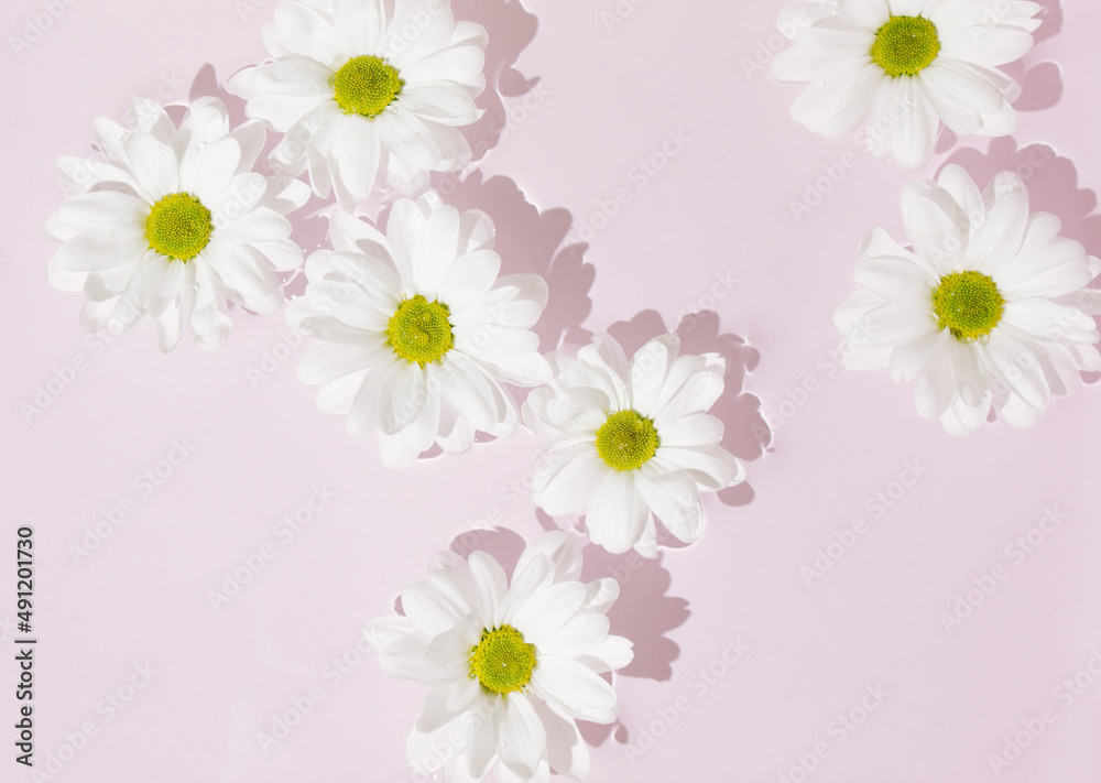 White marguerite daisies flowers in bloom floating on water surface against pink background.