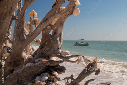 Melaleuca trees on Lovers Key Beach decorated by clams and seashells seascape