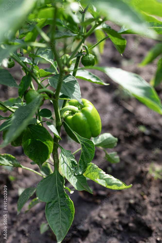 Organic growing green unripe sweet pepper on the farm  close up