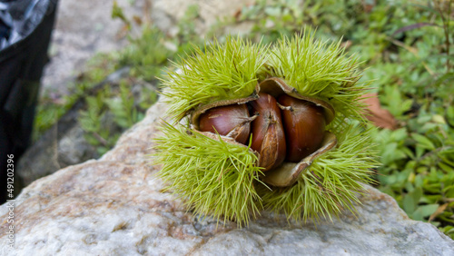 ripe chestnuts