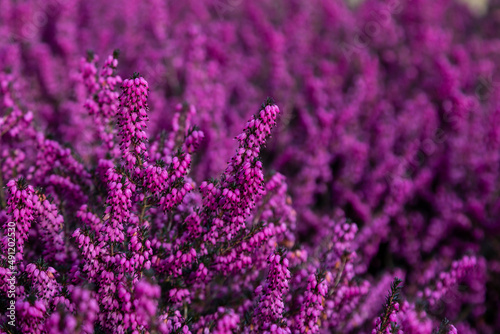 Bild auf Leinwand A full frame photograph of vibrant purple heather