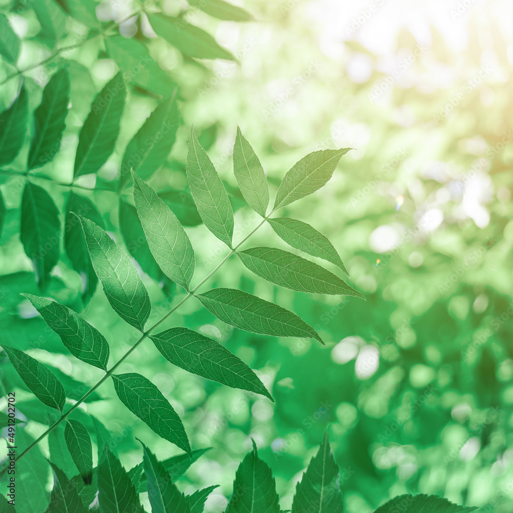 green tree leaves in the nature in springtime green tree leaves in the nature in springtime