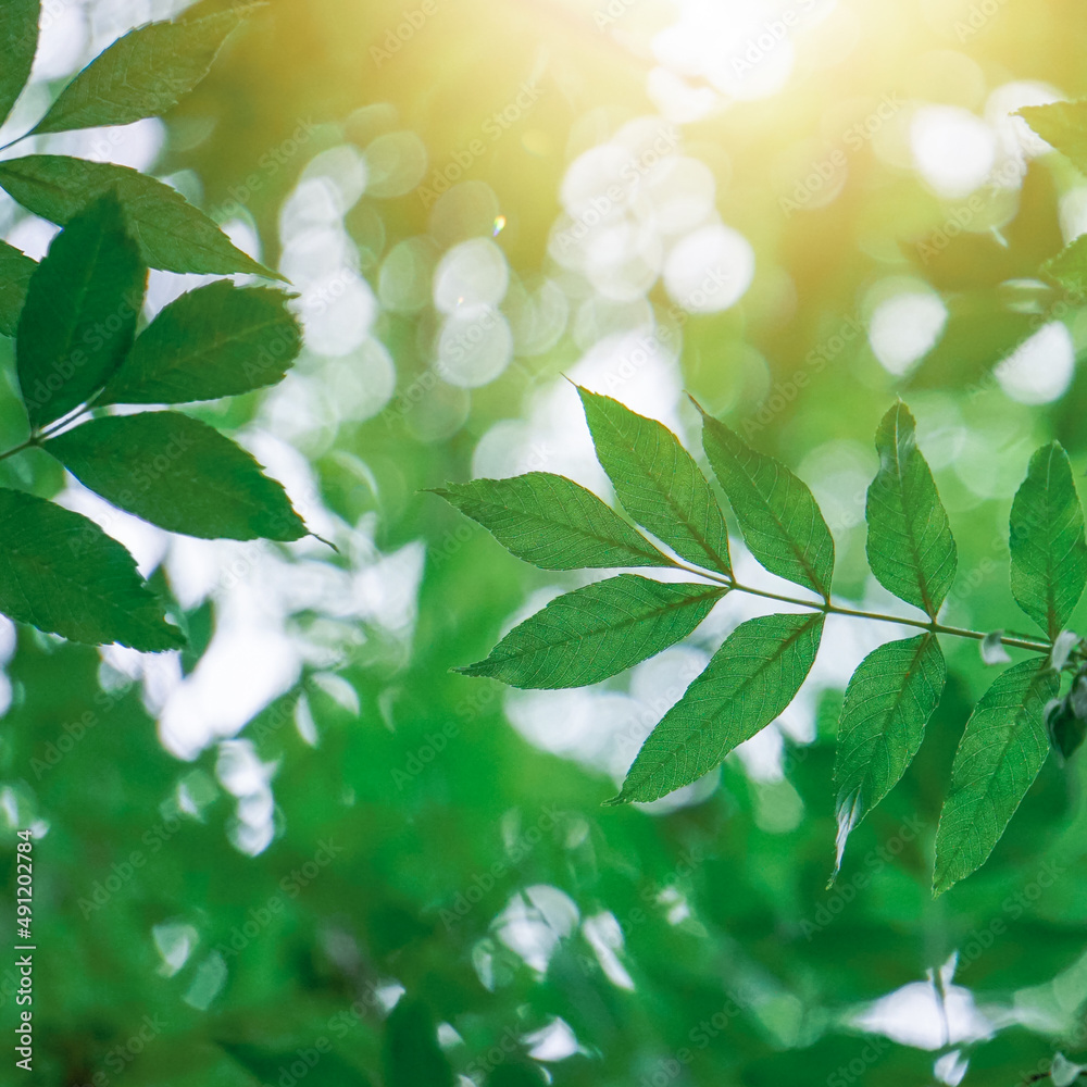 green tree leaves in the nature in springtime green tree leaves in the nature in springtime