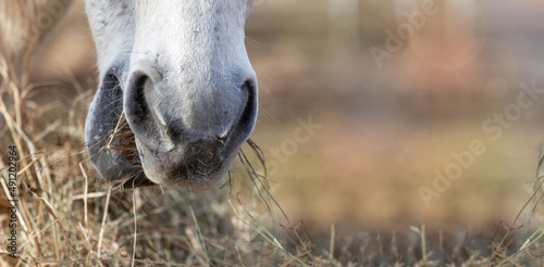 Wallpaper Mural The muzzle of abiały horse, nose, which eats dry harvested hay on a sunny day. Feeding livestock. Agricultural industry. Banner, background Torontodigital.ca