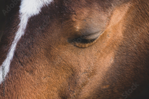 Portrait of a beautiful bay horse close up. Calm no stress. Closed eye. Detail portrait