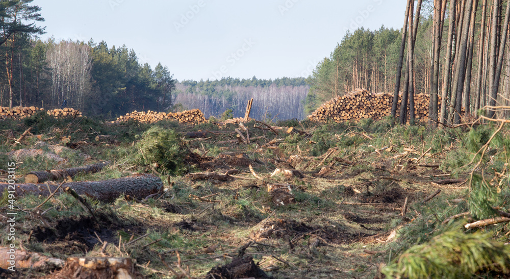 Freshly made firewood in the evergreen forest, pine tree logs close-up. Environmental damage, ecological issues, ecology, nature, wood, deforestation, alternative energy, lumber industry, business Freshly made firewood in the evergreen forest, pine tree logs close-up. Environmental damage, ecological issues, ecology, nature, wood, deforestation, alternative energy, lumber industry, business