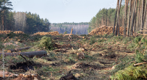 Fototapeta Naklejka Na Ścianę i Meble -  Freshly made firewood in the evergreen forest, pine tree logs close-up. Environmental damage, ecological issues, ecology, nature, wood, deforestation, alternative energy, lumber industry, business