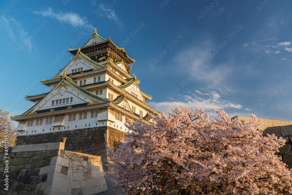 Osaka castle with sakura blossom under sunset in Japan