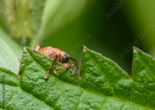 nut weevil (Curculio nucum) in high detail © Petr