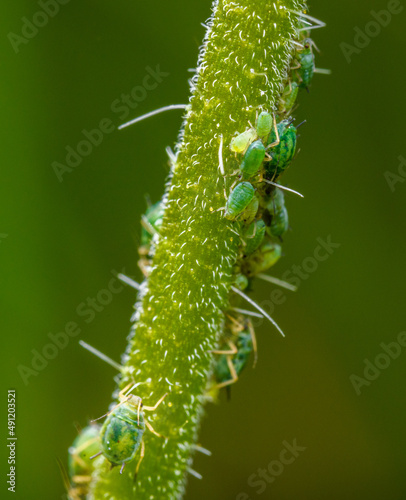 green aphids on plant stem