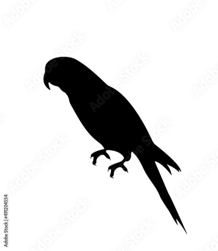 Isolated silhouette of a parrot. Black bird element on a white background. Vector illustration.