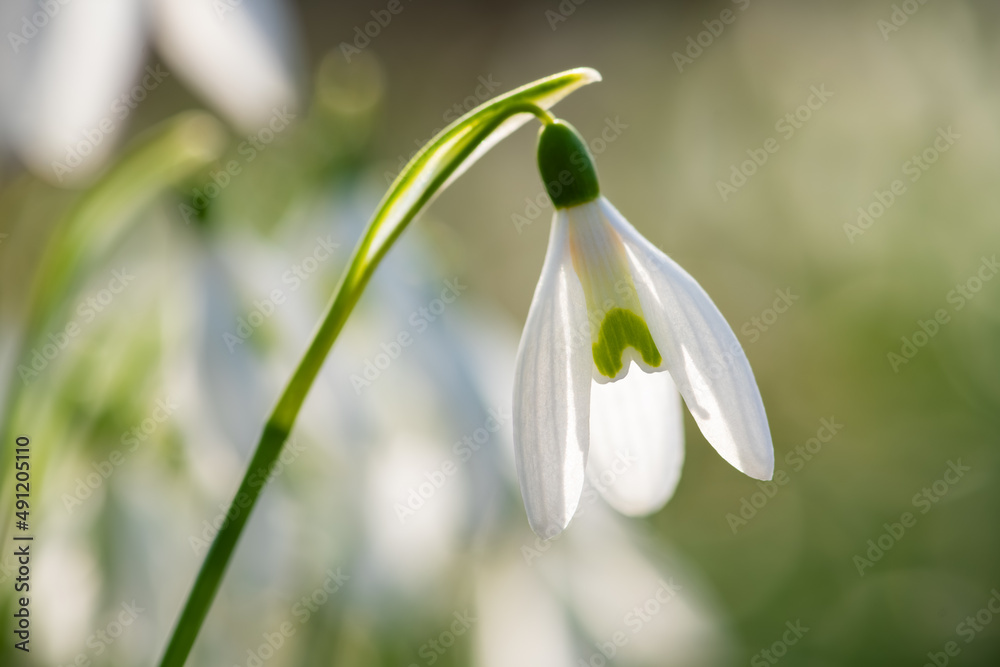 Snowdrop early bloomer flower macro close up with white translucent petals backlit by bright springtime sunshine in Sauerland Germany. Galanthus is a popular small bulbous perennial herbaceous plant. Snowdrop early bloomer flower macro close up with white translucent petals backlit by bright springtime sunshine in Sauerland Germany. Galanthus is a popular small bulbous perennial herbaceous plant.