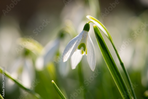 Snowdrop early bloomer flower macro close up with white translucent petals backlit by bright springtime sunshine in Sauerland Germany. Galanthus is a popular small bulbous perennial herbaceous plant.