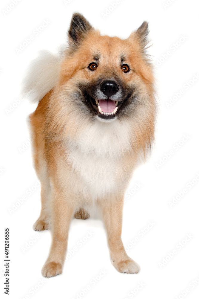 Happy Eurasier dog on a clean white background