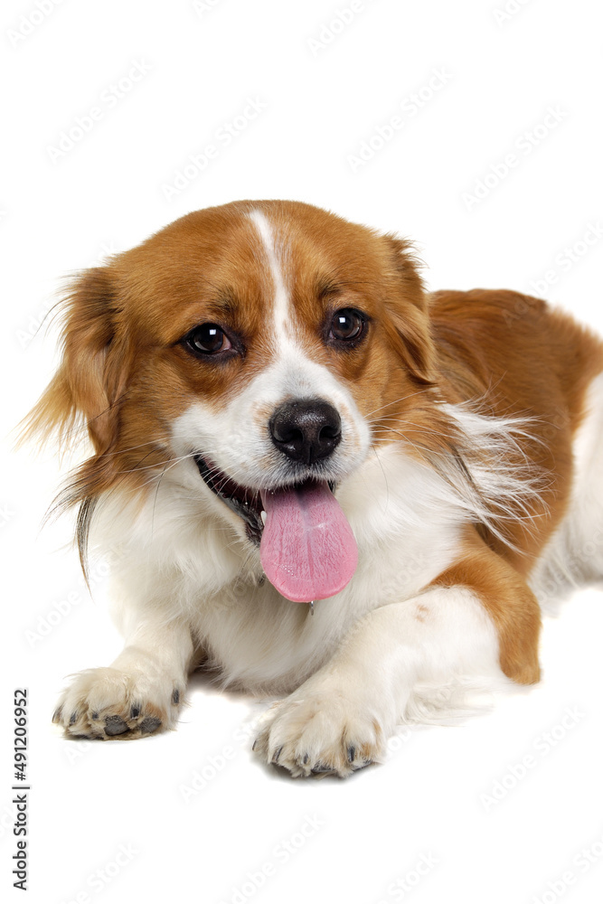 Happy Kooiker dog resting on a clean white background.