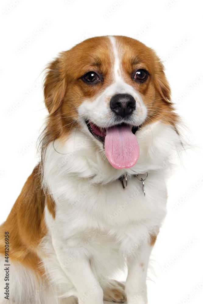 Happy Kooiker dog sitting on a clean white background.