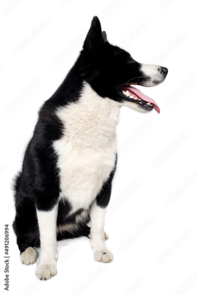 Happy karelian bear dog sitting on a clean white background Happy karelian bear dog sitting on a clean white background