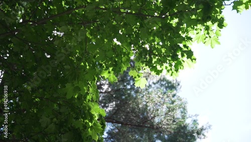The sun's rays break through the crowns of the tree
