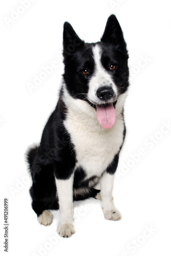 Happy karelian bear dog sitting on a clean white background © Lars Christensen