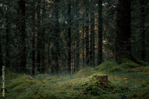Focus on a little stump in a mossy forest against a backdrop of pine trees on an autumn day