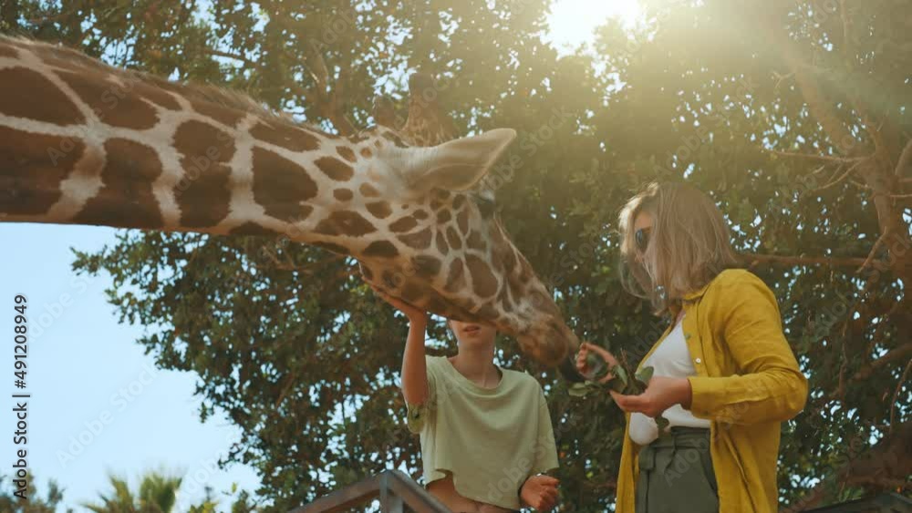 Woman and her daughter feeding giraffe in zoo.