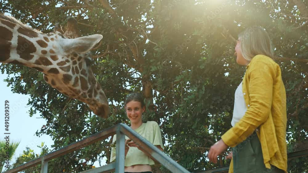 Woman and her daughter feeding giraffe in zoo.