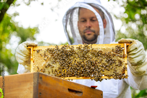 Beekeeper holding a honeycomb full of bees, professional beekeeper in protective workwear inspecting honeycomb frame at apiary. beekeeper harvesting honey, swarming bees