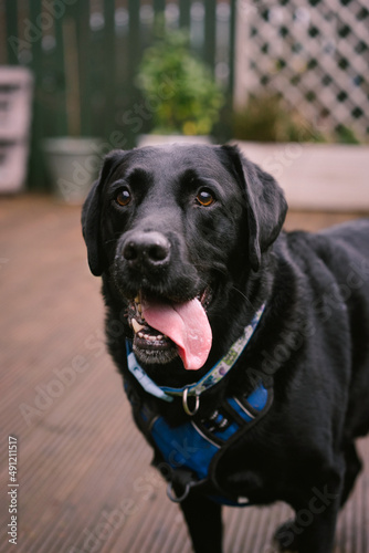 Black Labrador Dog in the garden wearing collar and harness