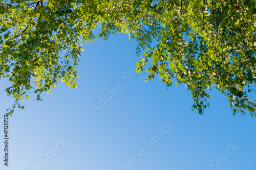 Bottom view of birch tree branches with thick green foliage against a blue sky on a sunny day