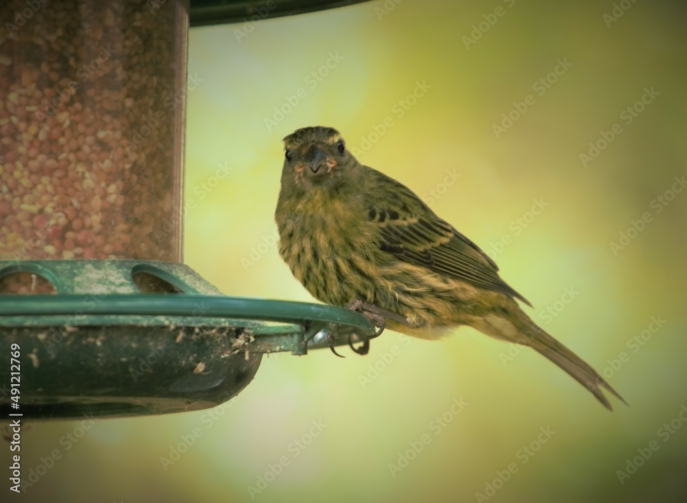 Naklejka premium The Cape canary ( Serinus canicollis) on a feeding spot in a garden