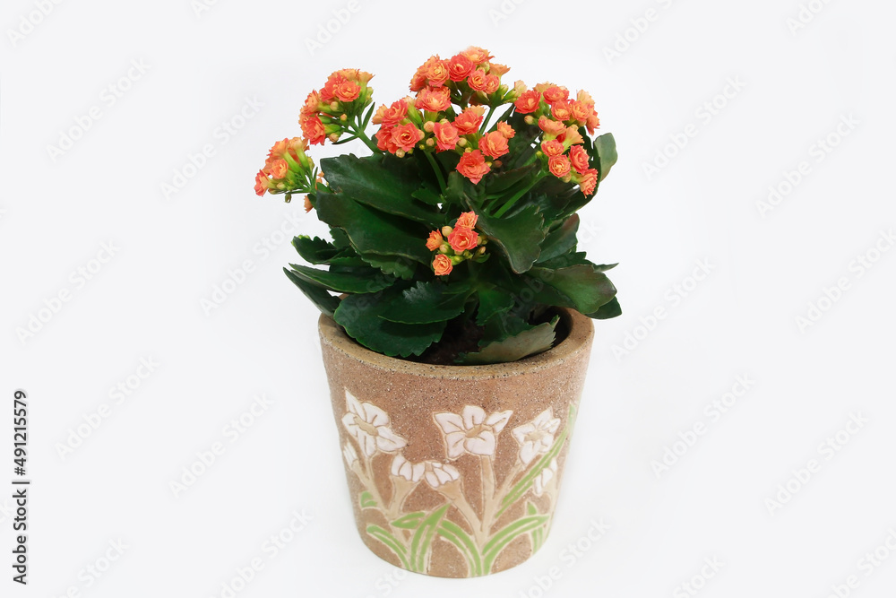 orange kalanchoe flowers with green leaves