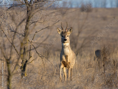Buck of roe deer (capreolus capreolus) with new antlers in spring. Wild animal with blurred background. Majestic male deer standing proudly. © imartsenyuk
