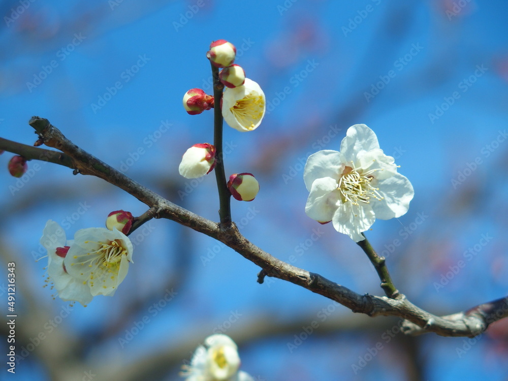 早春に咲き始めた神社の白梅