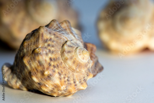 Seashell clam rapana close-up. Summer sea beach background.