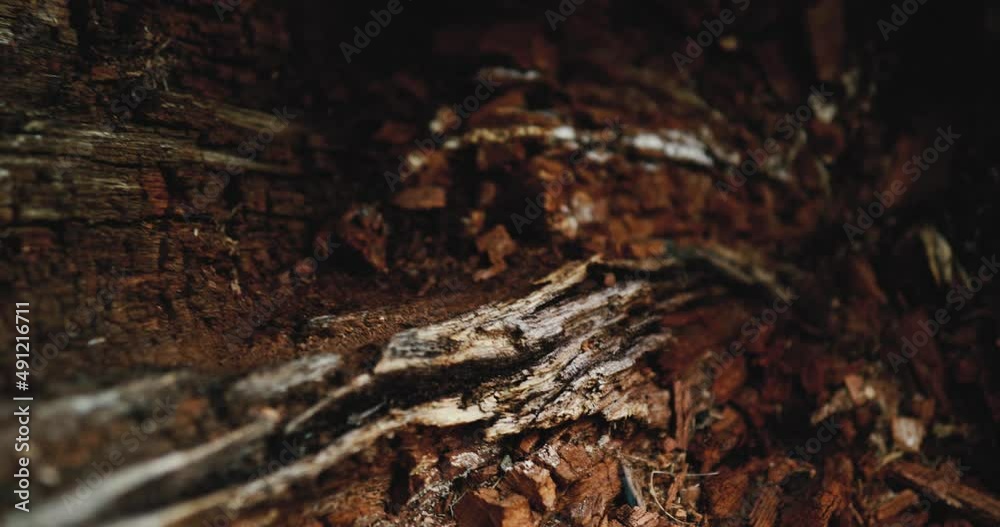 Detail footage inside of a dead, dried tree trunk. Dark brown wood chips in the core, slow motion, 4K resolution.