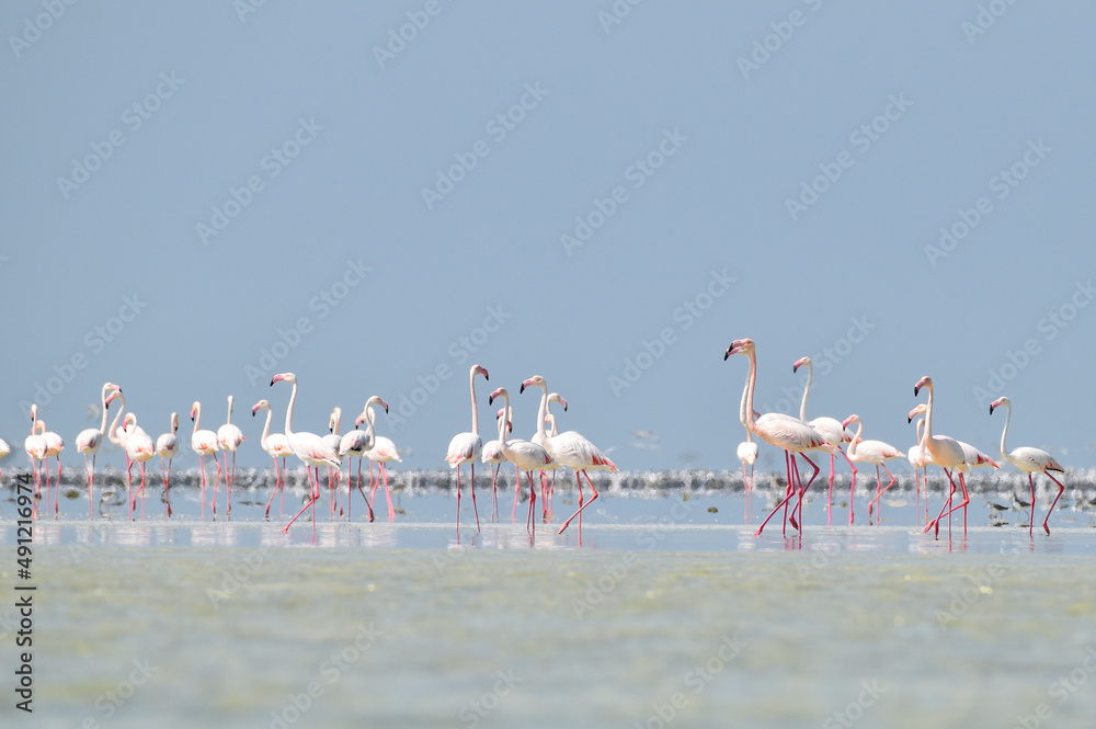 Fototapeta premium The flamingos parade