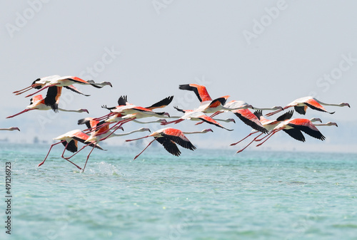 Flamingos in flight 