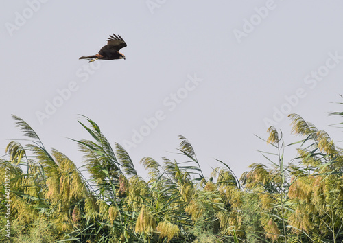 Western marsh harrier on the reed photo