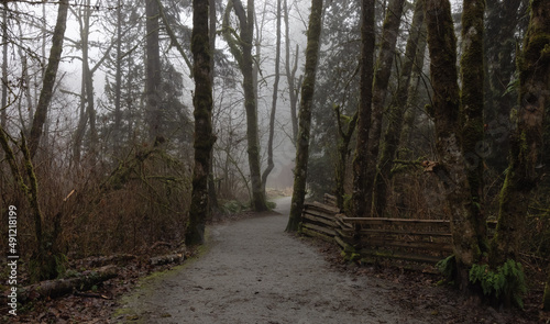 Path in the Canadian rain forest with green trees. Early morning fog in winter season. Tynehead Park in Surrey  Vancouver  British Columbia  Canada.