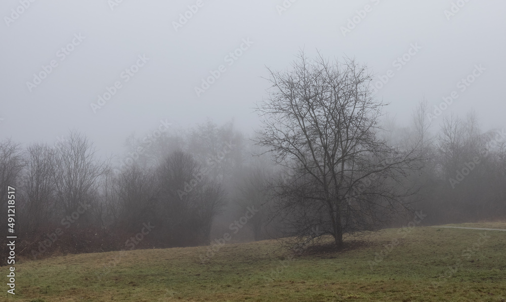 Obraz premium Canadian rain forest with green trees. Early morning fog in winter season. Tynehead Park in Surrey, Vancouver, British Columbia, Canada. Nature Background