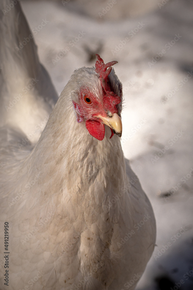 Naklejka premium Free ranging chicken