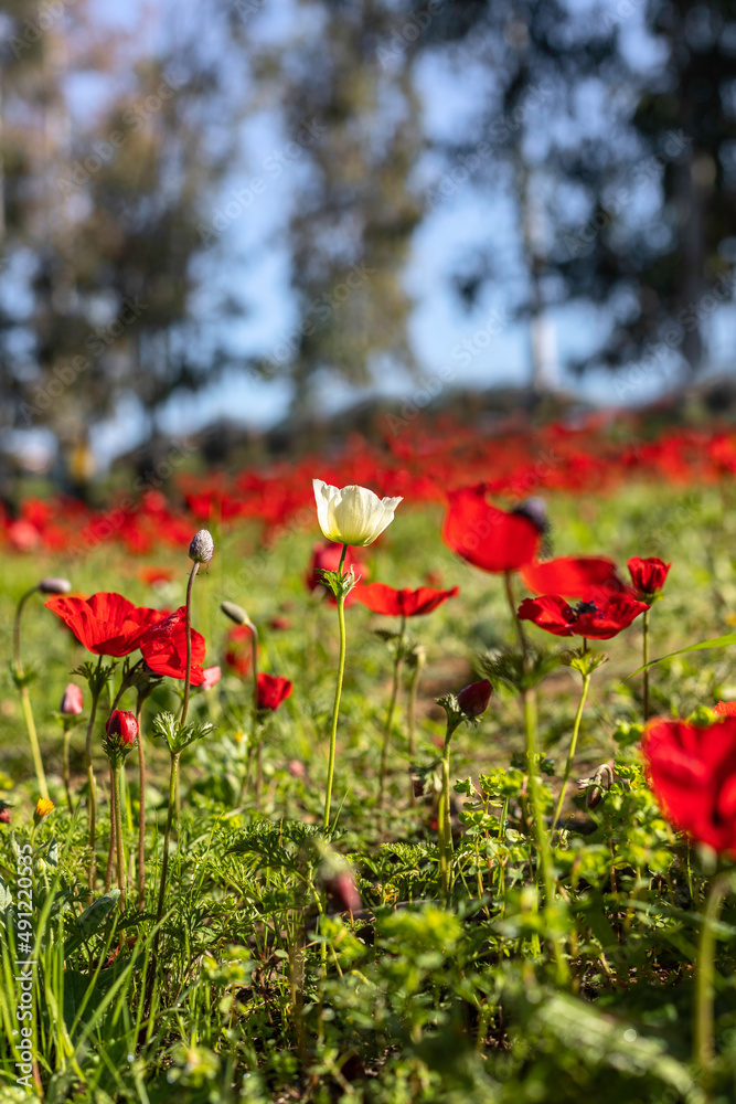 Field of blooming wild red anemones and white flowers close-up. selective focus Field of blooming wild red anemones and white flowers close-up. selective focus