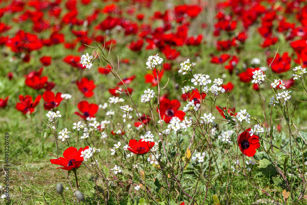 Fototapeta premium Field of blooming wild red anemones and white flowers close-up. selective focus