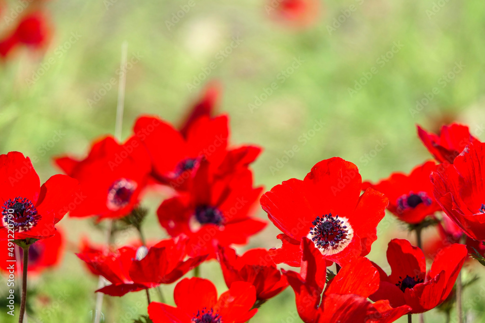 Obraz premium Field of blooming wild flowers of red anemones closeup. selective focus